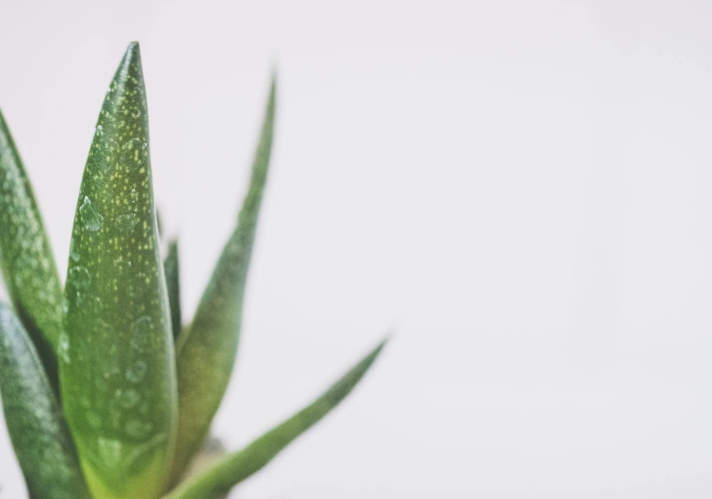 aloe vera