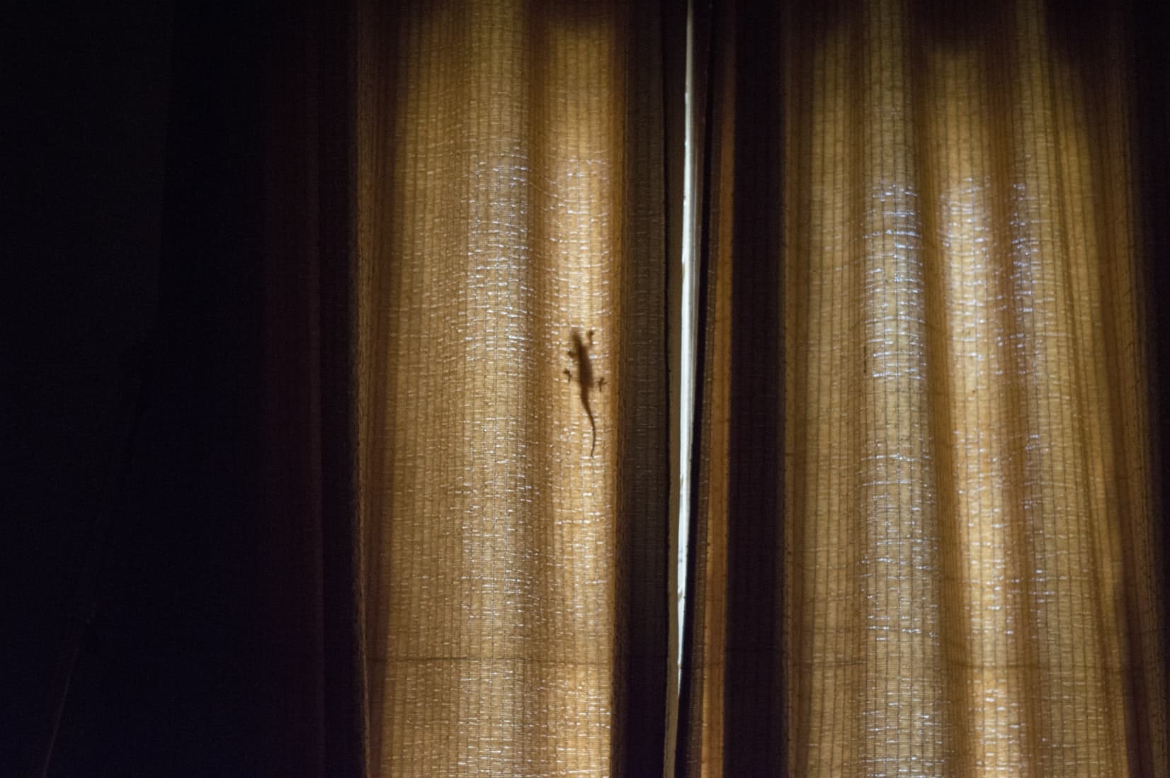 curtain with lizard